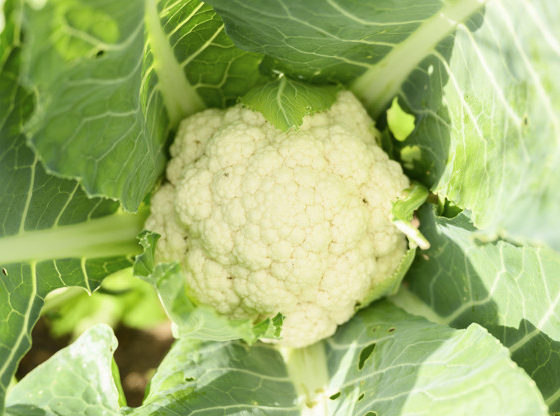 we have packaging for cauliflower